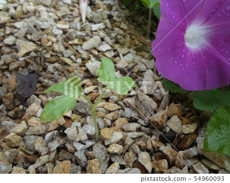 Morning glory bud 54960093