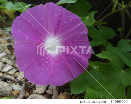 Ascending morning glory 54960094