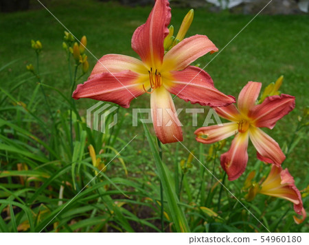 Lily flowers and blooming lilies in the rain Lily flowers and blooming lilies in the rain 54960180