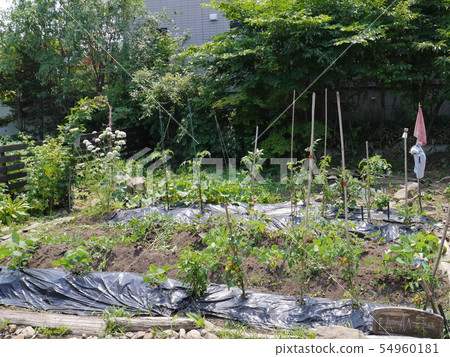 July kitchen garden where vegetables have been grown July kitchen garden where vegetables have been grown 54960181