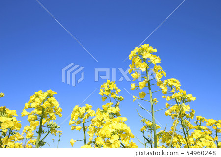 油菜花和藍天 油菜花和藍天 54960248