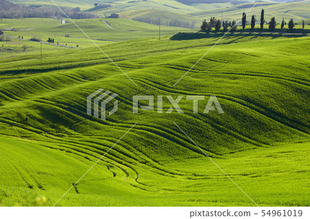 morning on countryside in Tuscany morning on countryside in Tuscany 54961019