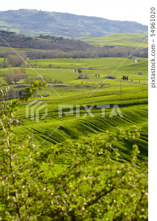 morning on countryside in Tuscany morning on countryside in Tuscany 54961020