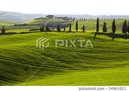 morning on countryside in Tuscany morning on countryside in Tuscany 54961021
