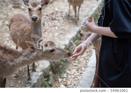 Deer feeding 54961061