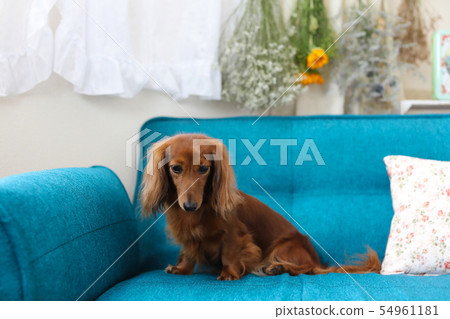 達克斯獵犬在沙發上放鬆 54961181