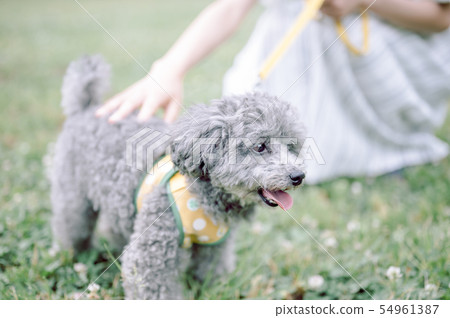 生活與狗女人 54961387