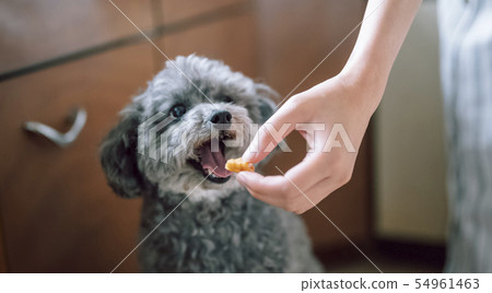 狗的生活方式 54961463