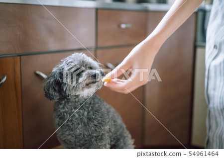 狗的生活方式 狗的生活方式 54961464