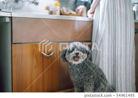 狗的生活方式 54961495