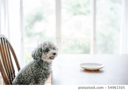 Dog lifestyle Dog lifestyle 54961505