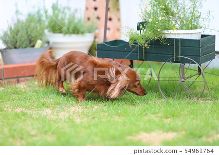Dachshund playing in the garden Dachshund playing in the garden 54961764