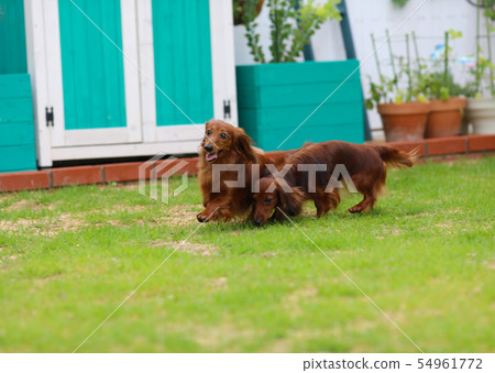 達克斯獵犬在花園裡玩耍 達克斯獵犬在花園裡玩耍 54961772