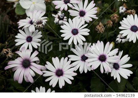 A margaret whose purples bleed on white petals 54962139