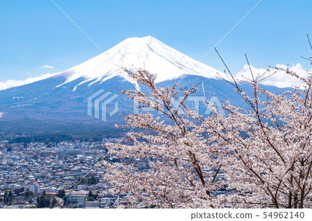 Yamanashi Prefecture Fujiyoshida City Shin Kurayama Asama Park Mt. Fuji and Sakura 54962140