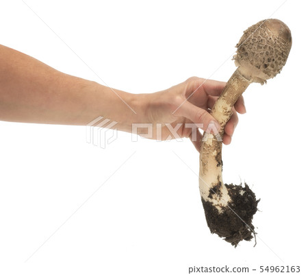 Grey fly agaric in woman hand isolated on white 54962163