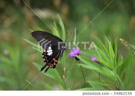Papilio helenus female honey sucking scenery 54962539