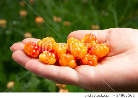Female hand with a handful of fresh cloudberries in the forest close-up 54962568
