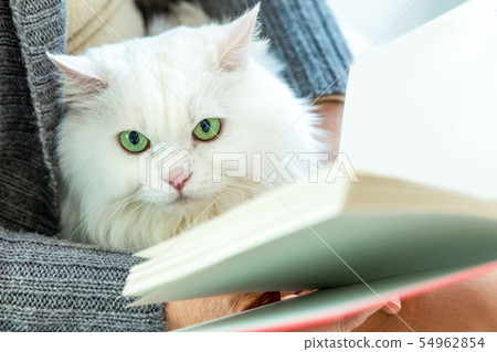 cat, pet, Pets 54962854