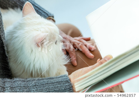 cat, curiosity, ease 54962857