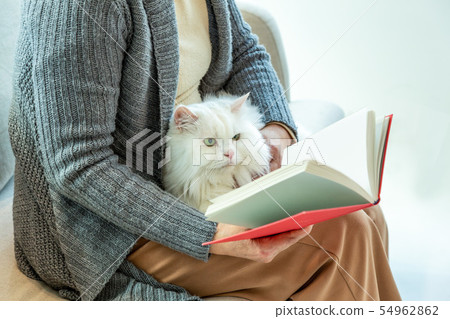 cat, pet, Pets 54962862