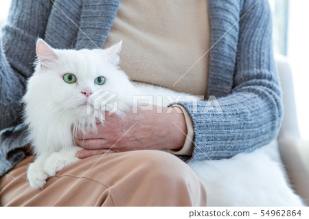 cat, pet, Pets 54962864