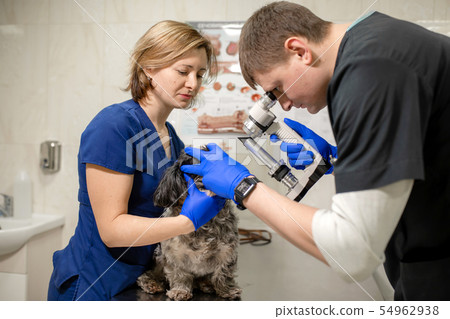 Veterinary, ophthalmologists examine the injured 54962938