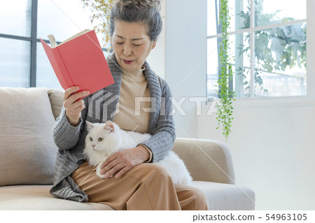 cat, pet, Pets 54963105