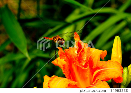 Red dragonfly 54963288