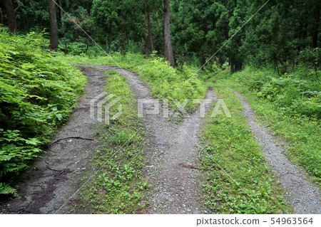 福勒斯特森林上下 54963564