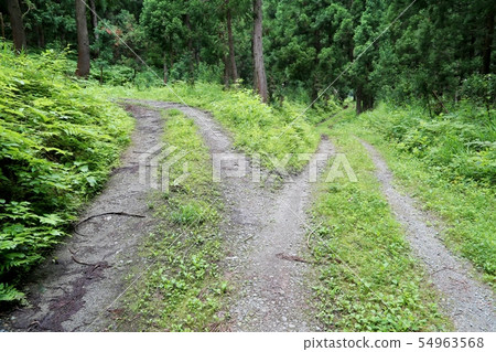 Forrest of the forest up and down 54963568