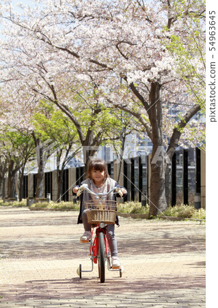 Toddler (4-year-old) riding a bicycle under the cherry blossoms 54963645