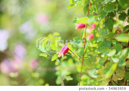 Clematis flower 54963959