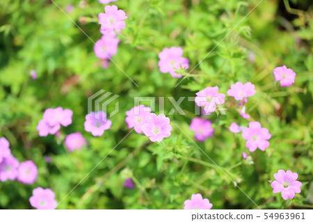 Geraniumium flowers Geraniumium flowers 54963961