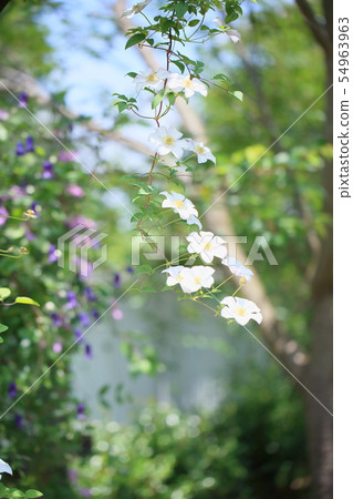 鐵線蓮花 54963963