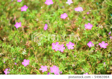 Geraniumium flowers 54963964