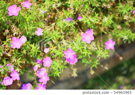 Geraniumium flowers 54963965