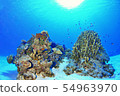 Blue sea and coral 54963970