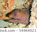 Brown moray eel with open mouth 54964021
