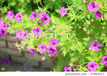 Geraniumium flowers 54964023