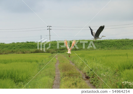 Satoshi Sado 54964254