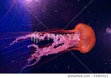 Jellyfish drifting in the water tank 54964321