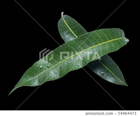 芒果葉黑色背景芒果葉黑色背景 54964471