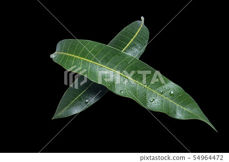 芒果葉黑色背景芒果葉黑色背景 54964472