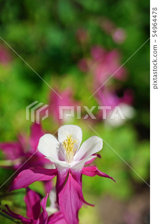 美麗但可愛的歐洲daimaki 美麗但可愛的歐洲daimaki 54964478