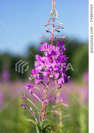 Blooming willow-herb on a glade in Siberia. 54964564