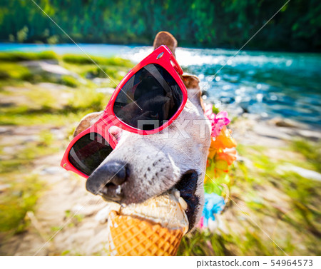 dog  summer vacation   licking ice cream 54964573