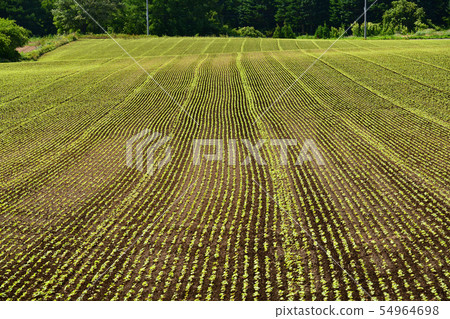 Taking a picture of the summer landscape of a soba field that has just sprouted in Ayabe-cho, Hokkaido Taking a picture of the summer landscape of a soba field that has just sprouted in Ayabe-cho, Hokkaido 54964698