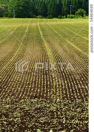 Taking a picture of the summer landscape of a soba field that has just sprouted in Ayabe-cho, Hokkaido Taking a picture of the summer landscape of a soba field that has just sprouted in Ayabe-cho, Hokkaido 54964699