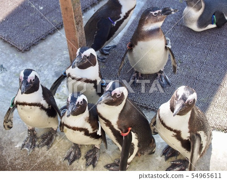 Penguin Penguin 54965611